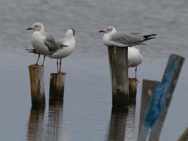 Grijskopmeeuw (Chroicocephalus cirrocephalus)